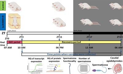 Spermatozoa Develop Molecular Machinery to Recover From Acute Stress